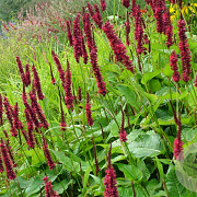 Persicaria a. 'Blackfield' GM P9