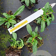 Persicaria aff. 'Kabouter' GM P9