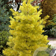 Pinus strobus 'Louie' 250-300 cm draadkluit solitair