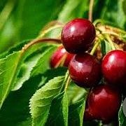 Prunus 'Carmine Jewel' 60-80 cm 5,0L