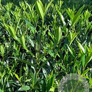 Prunus l. 'GRPL08' 175-200 cm draadkluit struik op Stam