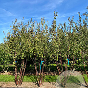 Prunus serrula 450-500 cm draadkluit meerstammig 200-250 diameter