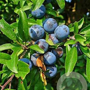Prunus spinosa 450-500 cm draadkluit struik