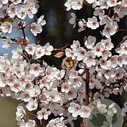 Prunus 'Trailblazer' 100-125 cm 5,0L