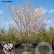 Prunus yedoensis 500-550 cm draadkluit meerstammig 400-450 diameter