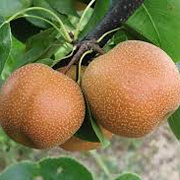 Pyrus pyrifolia 'Chojuro' 150-175 cm 10L