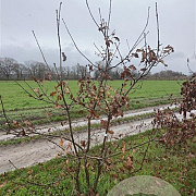 Quercus petraea 200-250 cm draadkluit meerstammig 160-180 cm diameter