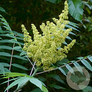 Rhus glabra 80-100 cm 10L