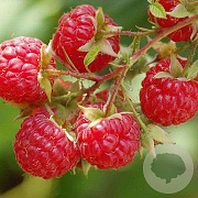 Rubus idaeus 'Autumn First' 50-60 cm C1.5