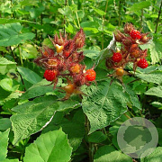 Rubus phoenicolasius 50-60 cm C1.5