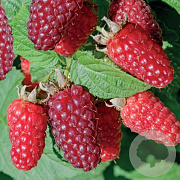 Rubus 'Tayberry' GM 1.5