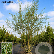 Salix alba 800-900 cm draadkluit meerstammig