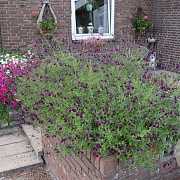 Salvia 'Nachtvlinder' GM P9