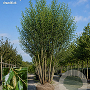 Salix pentandra 400-450 cm draadkluit meerstammig 200-250 diameter