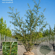 Salix pentandra 400-450 cm draadkluit meerstammig 200-250 diameter