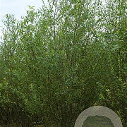 Salix triandra 500-550 cm draadkluit struik