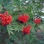 Sorbus auc. 'Krasnaja Krupnaja' GM 1.5
