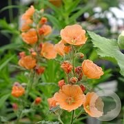Sphaeralcea 'Childerley' GM P9