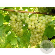 Vitis 'Johanniter' 50-60 cm 2,0L