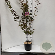 Acer pal. 'Atropurpureum' 60-80 cm 5,0L