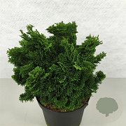 Chamaecyparis o. 'Nana Gracilis' 20-25 cm 3,0L