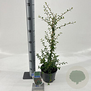 Cotoneaster suec. 'Coral Beauty' 20-25 cm 2,0L