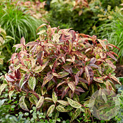 Leucothoe f. 'Makijaz' 20-25 cm 2,0L