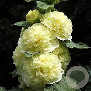 Alcea rosea 'Charters Double Yellow' 18-20 HO draadkluit lei 150x120