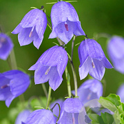 Campanula cochleariifolia GM P9