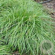 Carex umbrosa GM P9