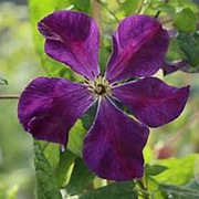 Clematis 'Blue Belle' 14-16 HO draadkluit lei 150x150
