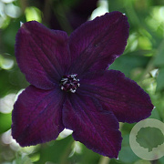 Clematis 'Dark Eyes' 20-25 cm draadkluit geveerd