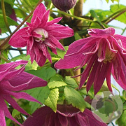 Clematis 'Imke' 14-16 HO draadkluit boven vered. 225 cm stam