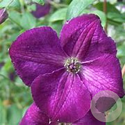 Clematis 'Royal Velours' 14-16 HO draadkluit boven vered. 225 cm stam