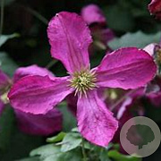 Clematis 'Södertälje' 300-350 cm container meerstammig