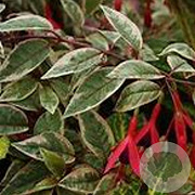 Fuchsia magellanica 'Variegata' GM P9