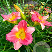 Hemerocallis 'Final Touch' GM P9