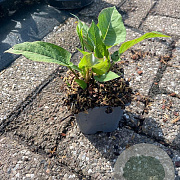 Persicaria a. 'Alba' GM P9