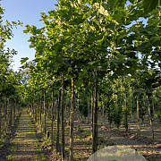 Platanus hispanica 25-30 HO draadkluit