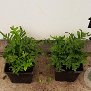 Polypodium vulgare GM P9