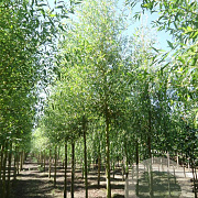 Salix alba 'Chermesina' 18-20 HO draadkluit