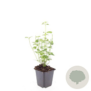 Agastache 'Black Adder' GM P9