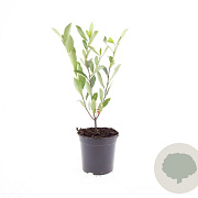 Aronia melanocarpa 'Hugin' GM C1.3