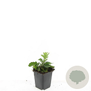 Aster ageratoides 'Asran' GM P9