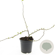 Chaenomeles sup. 'Red Trail' GM C1.3