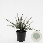 Cotoneaster m. 'Tanja' GM C1.3