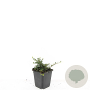 Cotoneaster pr. 'Streib's Findling' GM P9