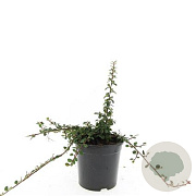 Cotoneaster sal. 'Green Carpet' GM P9