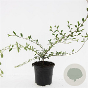 Cotoneaster sal. 'Parkteppich' GM C1.3