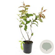 Diervilla sessilif. 'Dise' GM C1.3